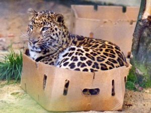 If I fits, I sits. Courtesy of Reddit.