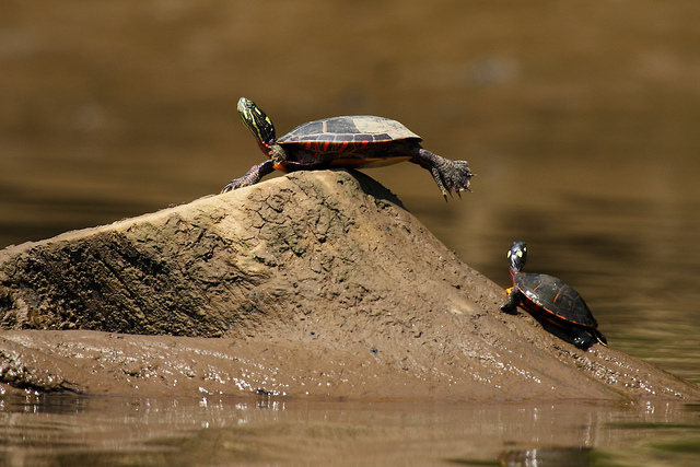 Turtle balance