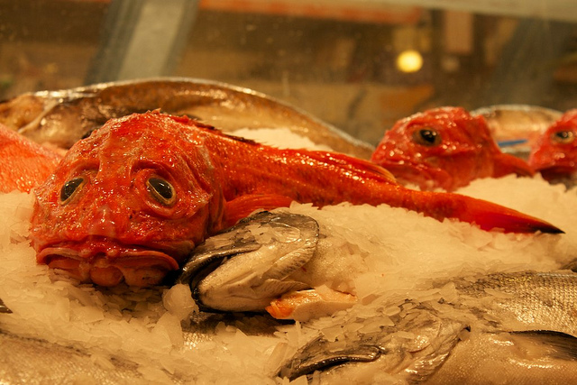 Sad fish