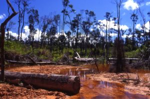 Illegal logging in central Africa