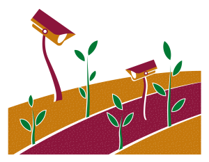 CCTV cameras pointed at crops